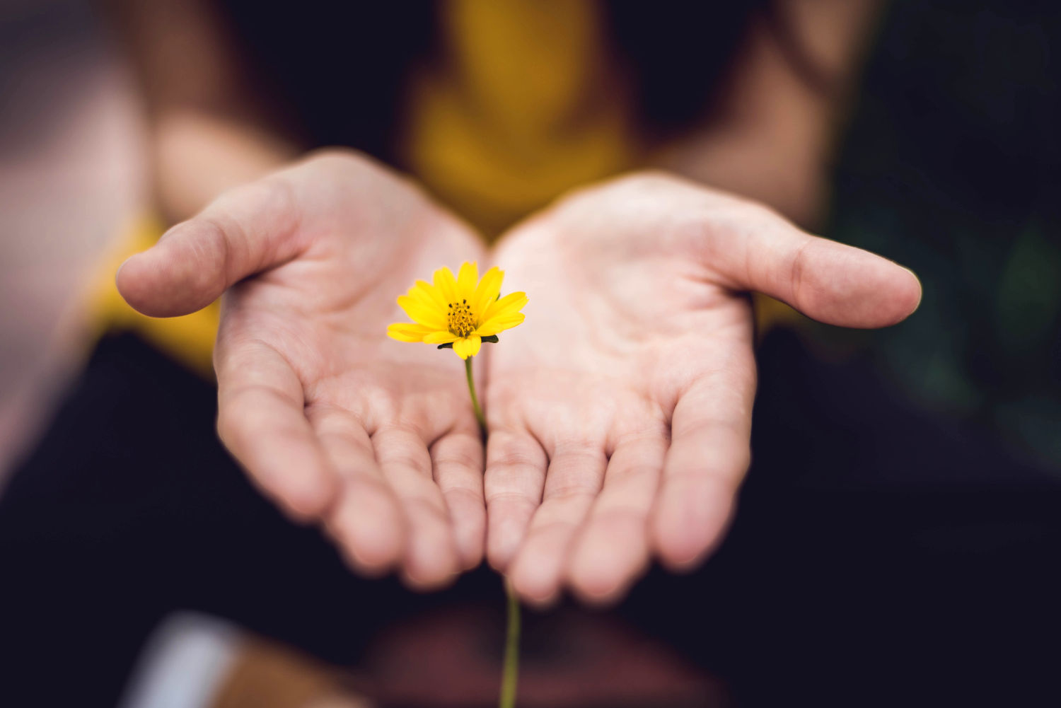 Main ouverte offrant une fleur jaune, signe d'espoir de guérison. Photo de Lina Trochez sur Unsplash.
